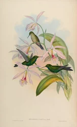 Heliodoxa jacula